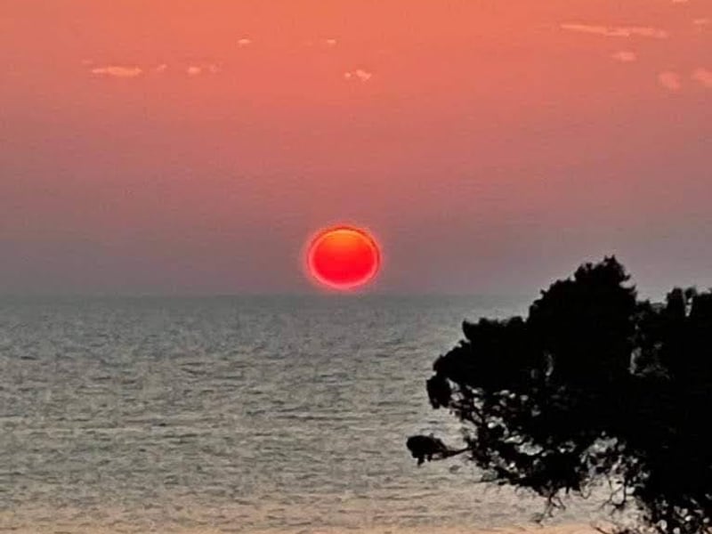 A red sun touching the sea horizon, with a pine branch in silhouette